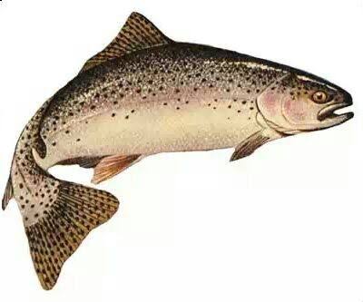 قزل آلا - trout