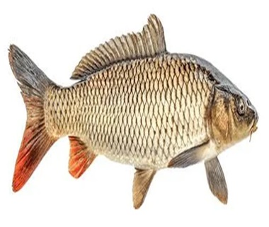کپور-carp